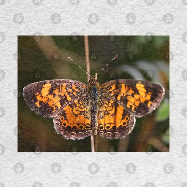 Pearl Crescent Butterfly by Jim Cumming